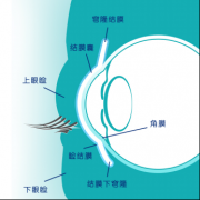 博士伦告诉你有关隐形眼镜的小贴士